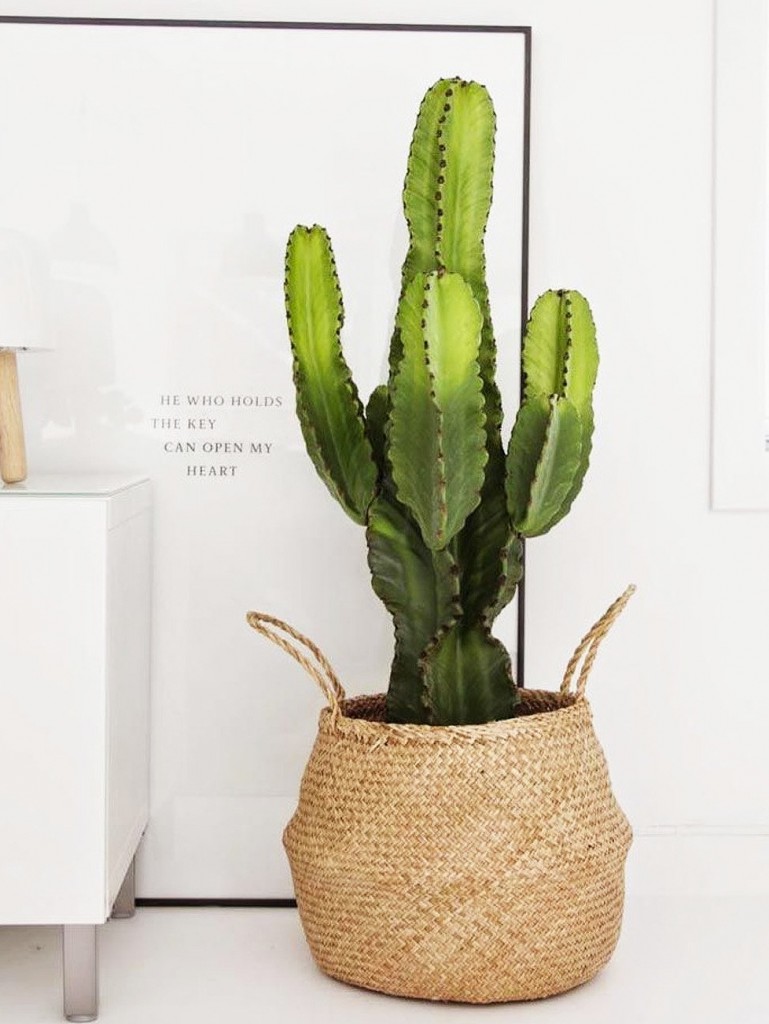plante-verte-caktus-panier-osier